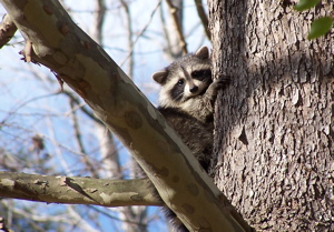 Baby Raccoon